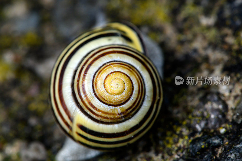 田螺、褐唇螺或柠檬螺(Cepaea nemoralis)